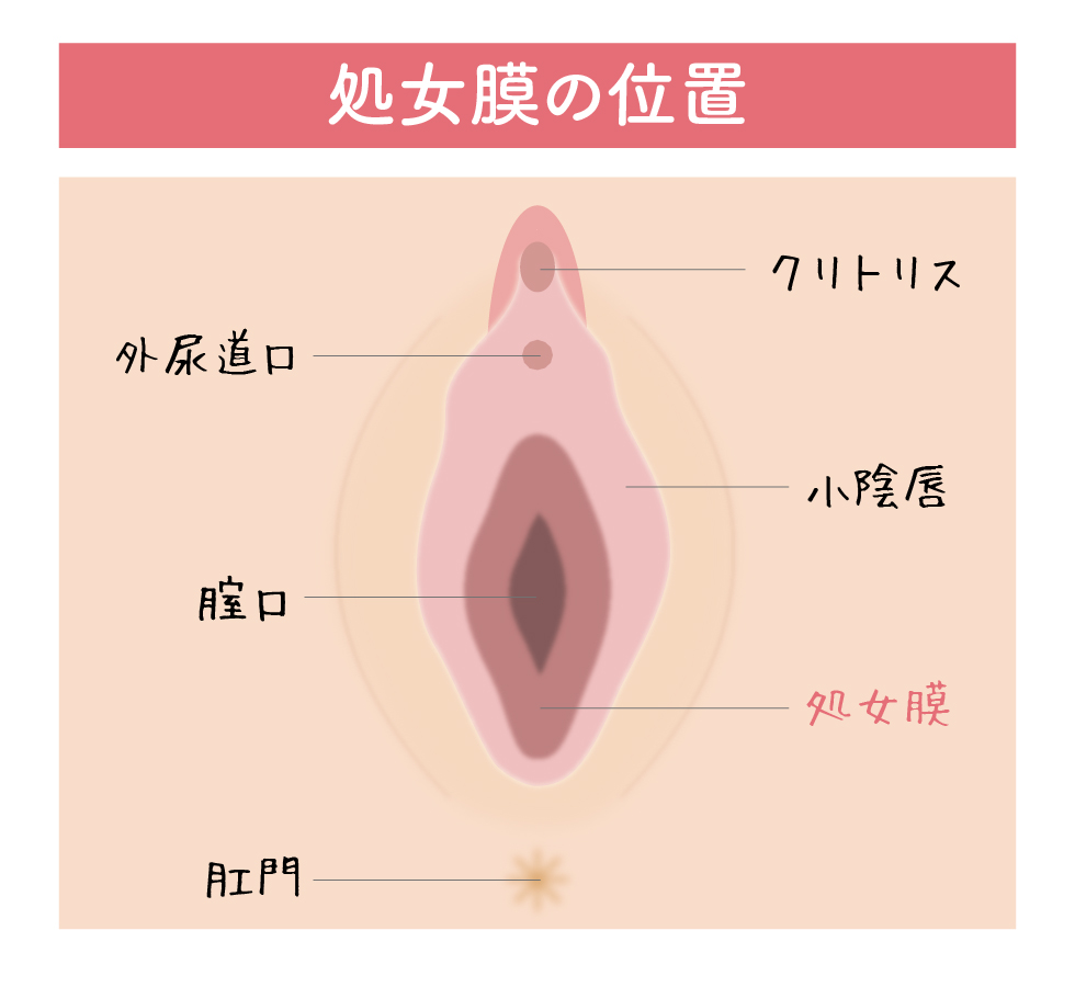 処女膜　クリトリス　性器　女　まんこ　位置　膣　腟　ビラビラ