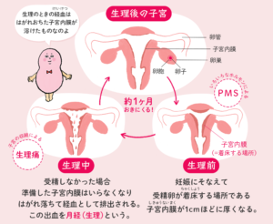 生理の仕組み