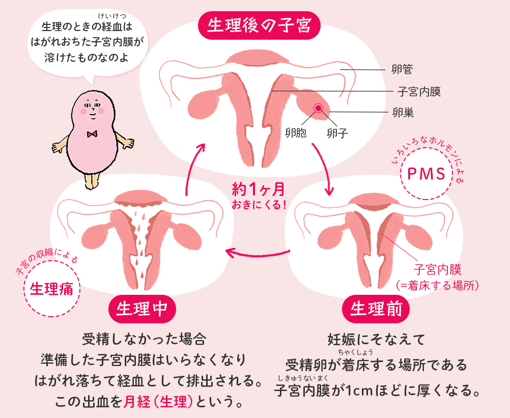PMS 生理痛 生理 月経 月経前 仕組み セイシル
