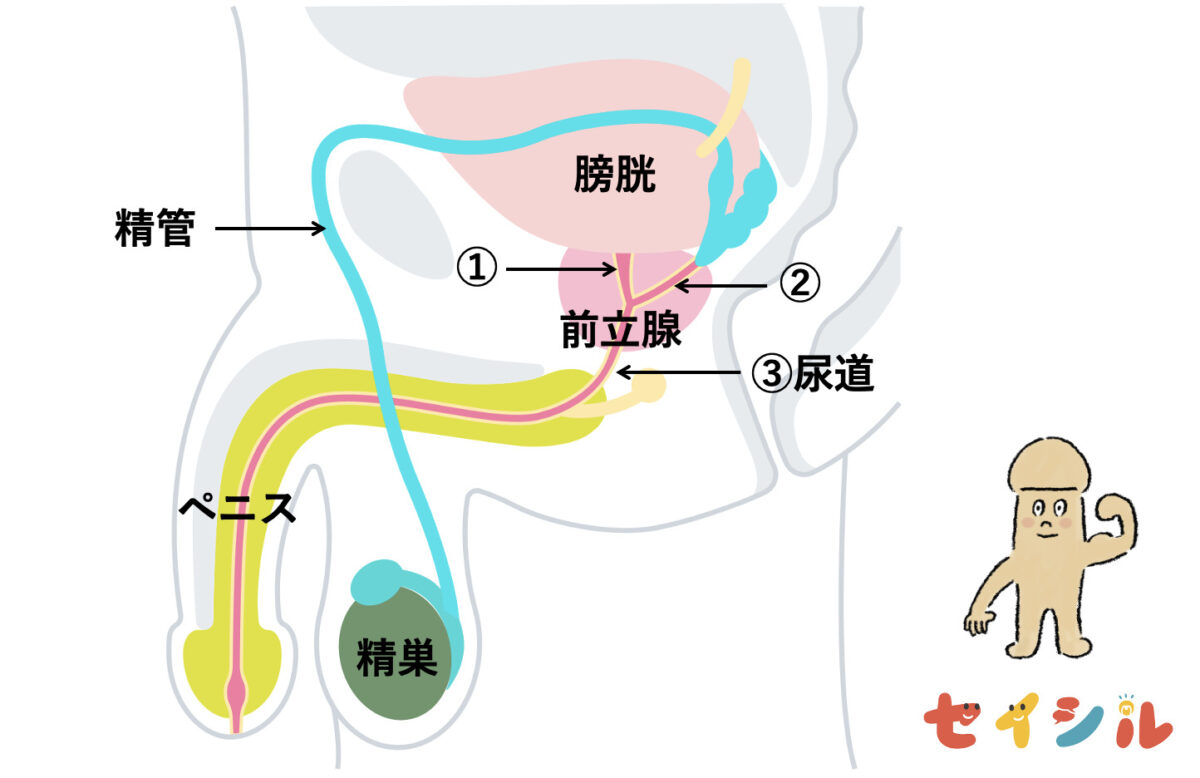 ペニス　仕組み　ちんこ